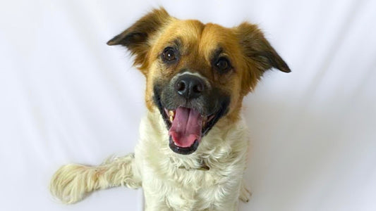 ¿Cómo saber si tu perro está bien cuidado? Señales que todo tutor debería conocer