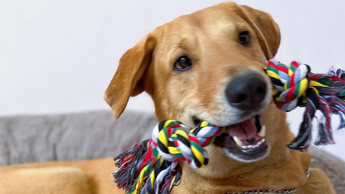 3 señales de que tu perro necesita mejores juguetes (y no más regaños)