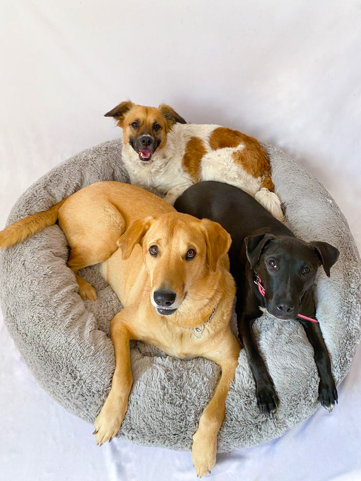 Camas antiestrés para perros