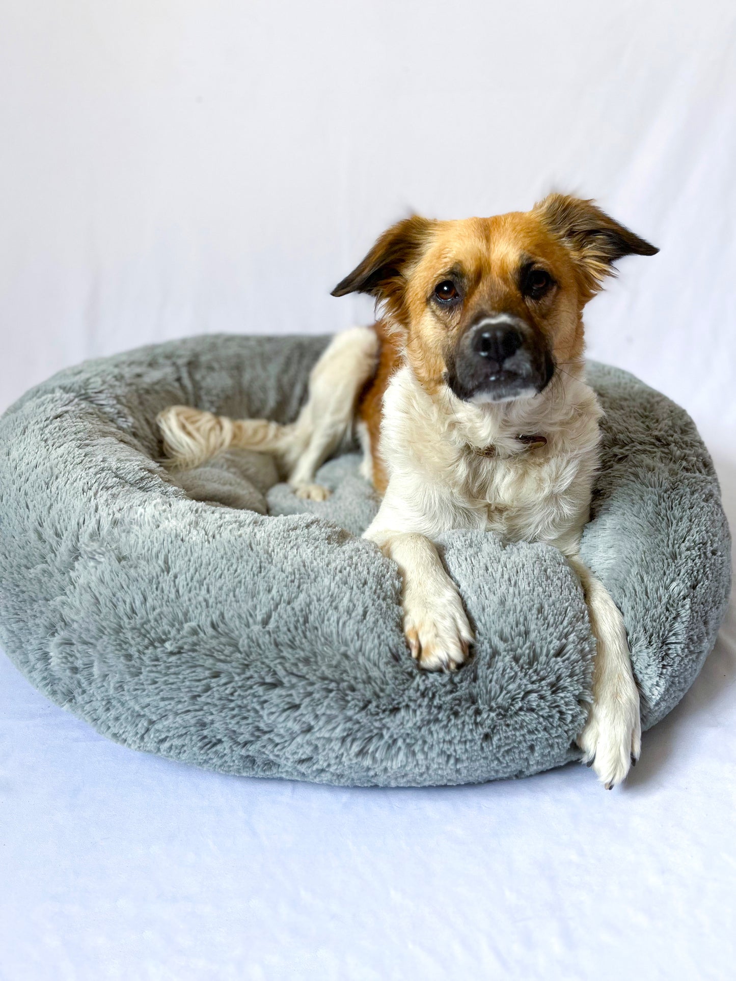 Camas antiestrés para perros